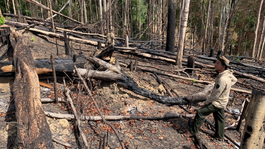 Đắk Lắk giảm 2.400ha rừng trong 8 tháng qua